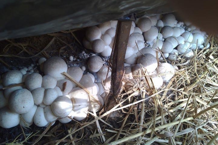 straw mushroom embryo