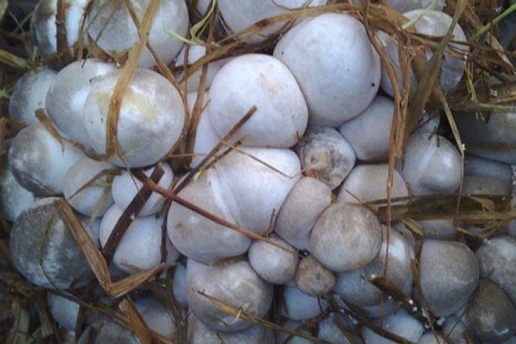 straw mushroom embryo