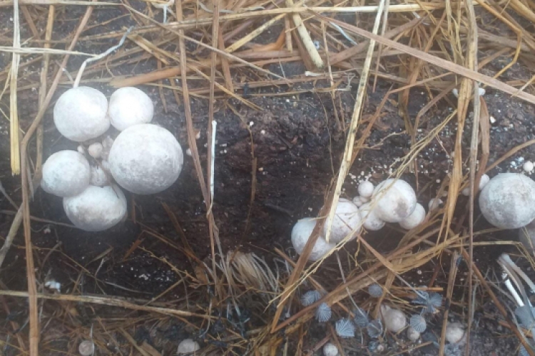 straw mushroom embryo