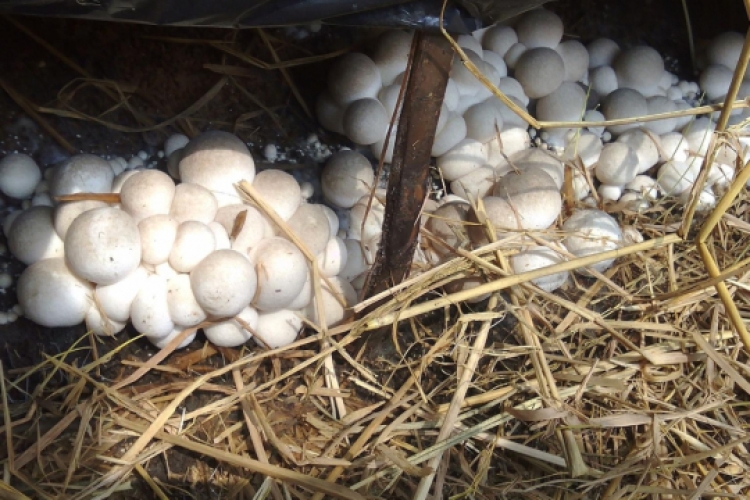 straw mushroom embryo