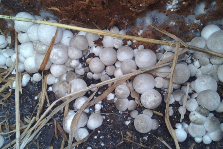 straw mushroom embryo