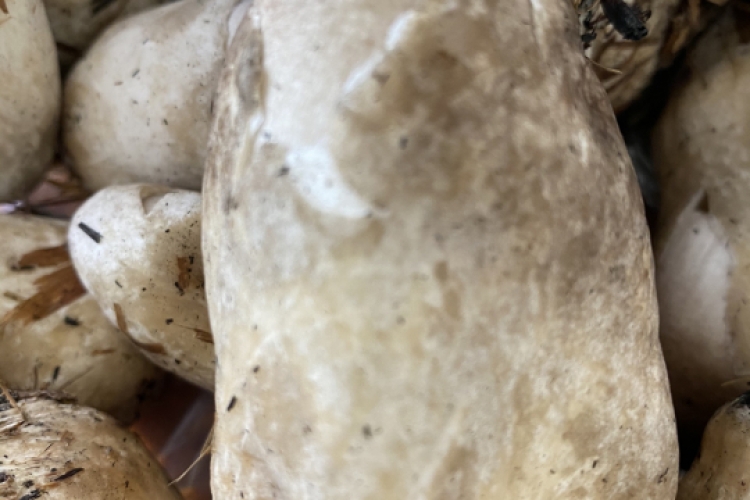 straw mushroom embryo