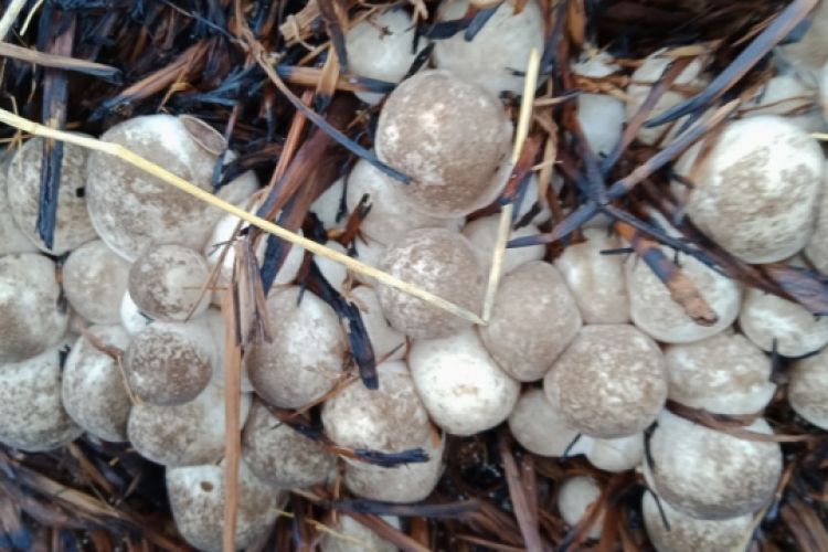 straw mushroom embryo
