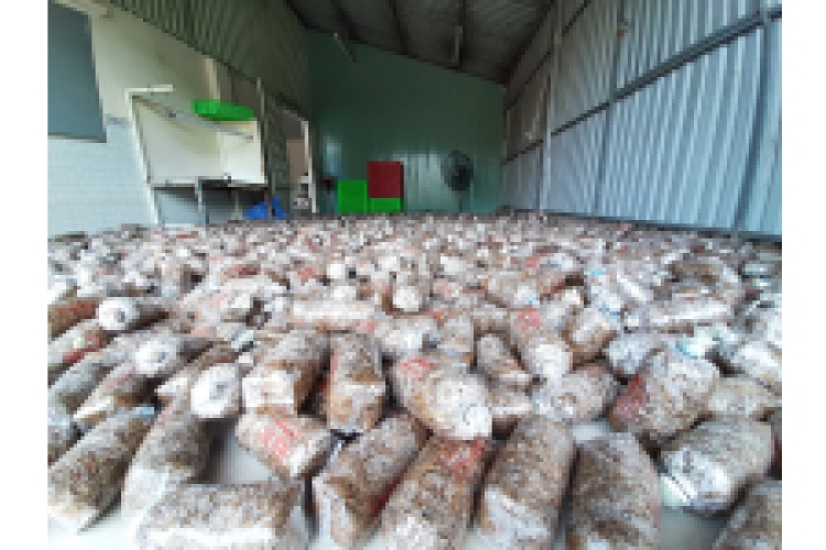 Meo nấm rơm Vinh Hoa 5