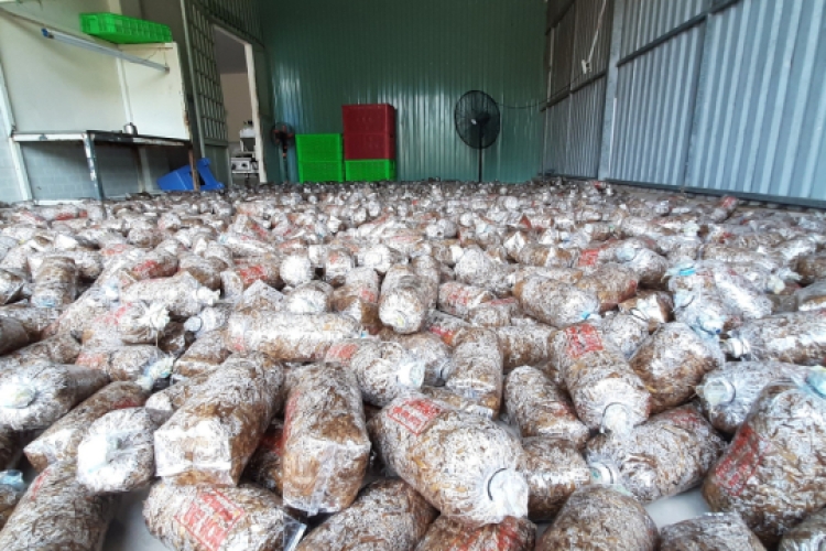 Meo nấm rơm Vinh Hoa 2